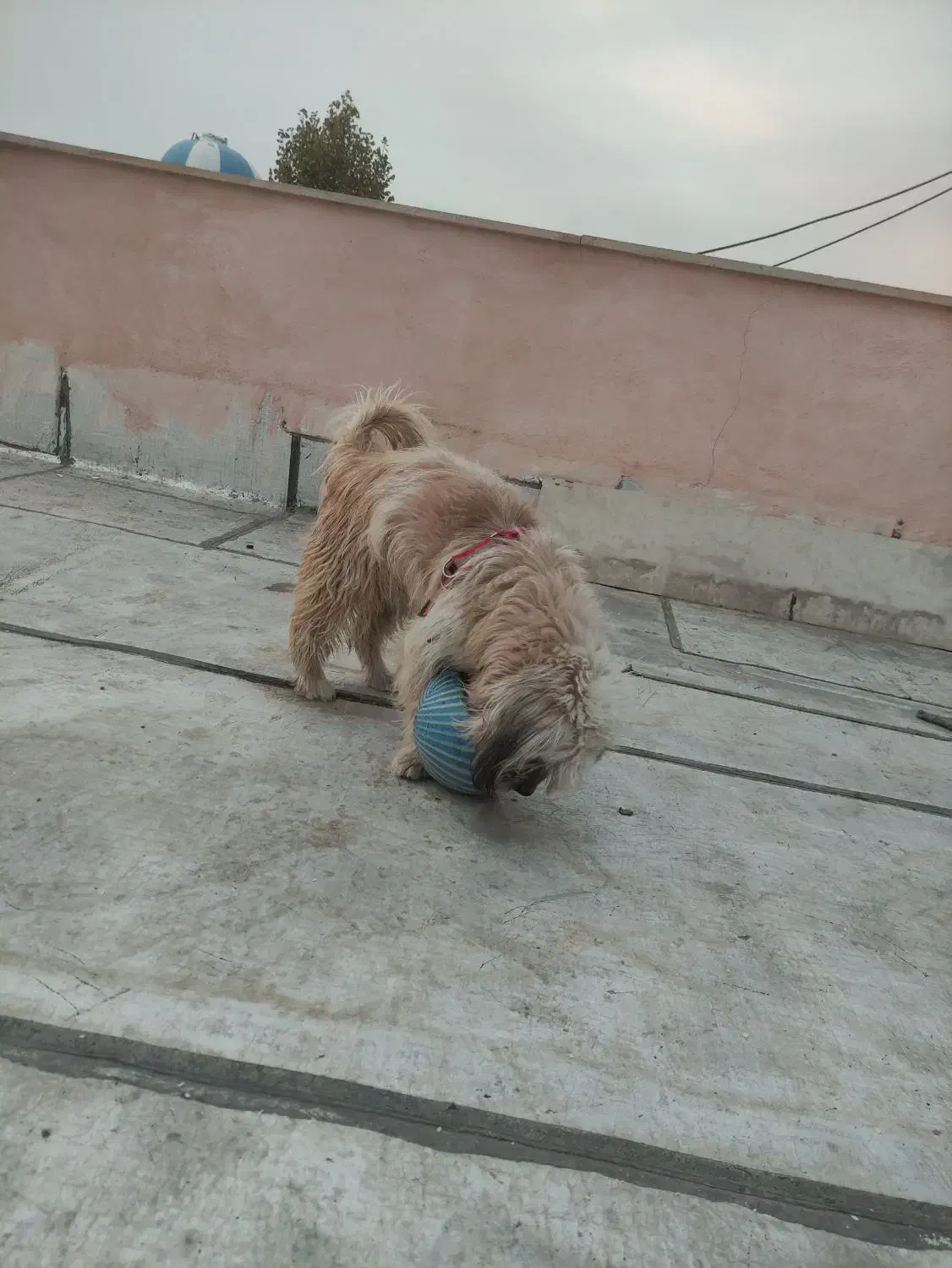 سگ تریر معاوضه با سهره|سگ|ماهدشت, |دیوار