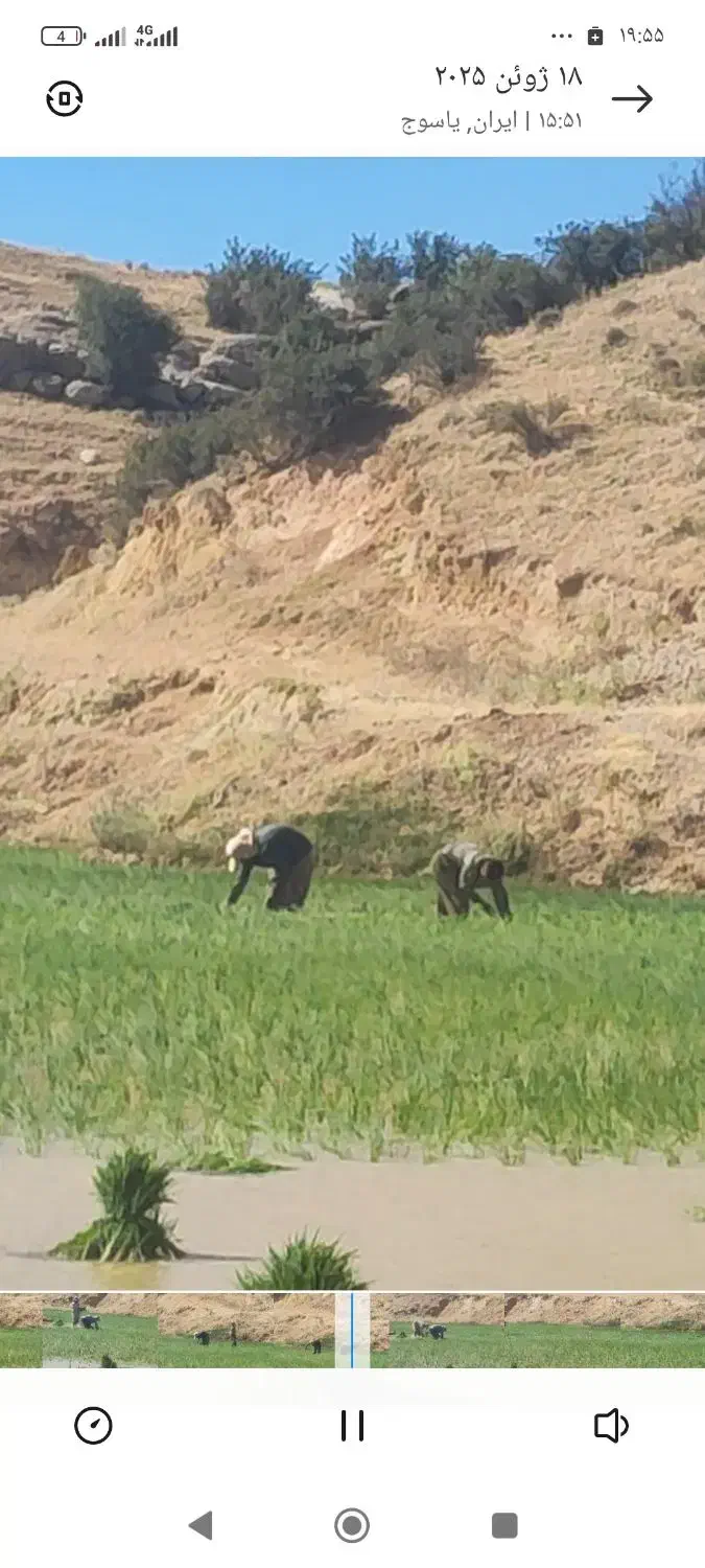 برنج چمپا(چلتیک)|خوردنی و آشامیدنی|یاسوج, |دیوار