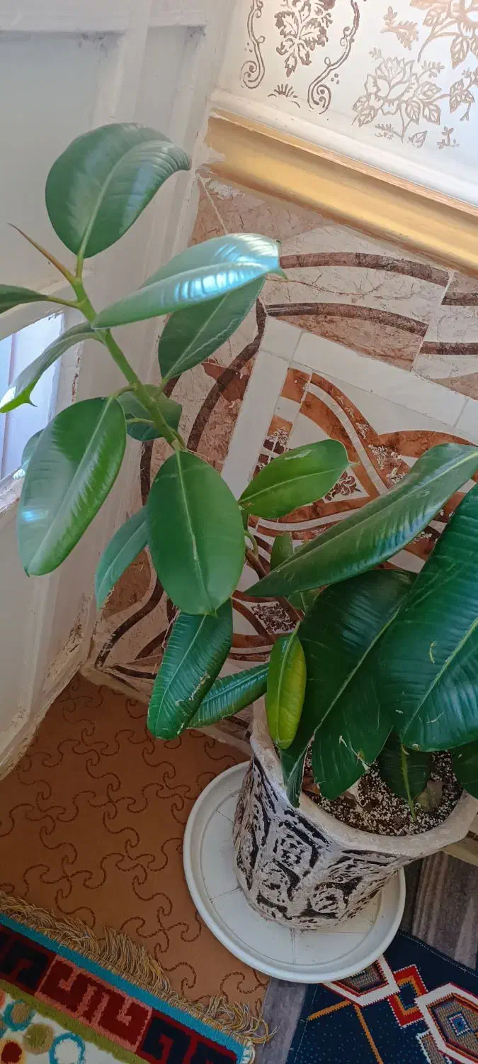 درخت فیکوس غول پیکر|گل و گیاه طبیعی|کرباسک, |دیوار