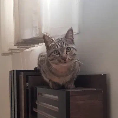 گربه گمشده|حیوانات|اصفهان, نقش جهان|دیوار