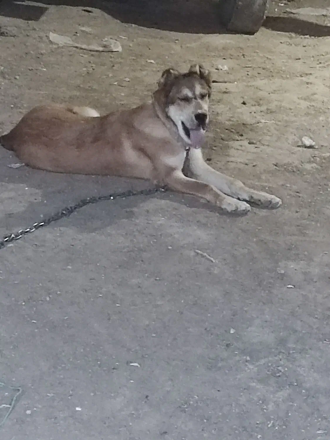 سگ افغانی|سگ|خوشاب, |دیوار