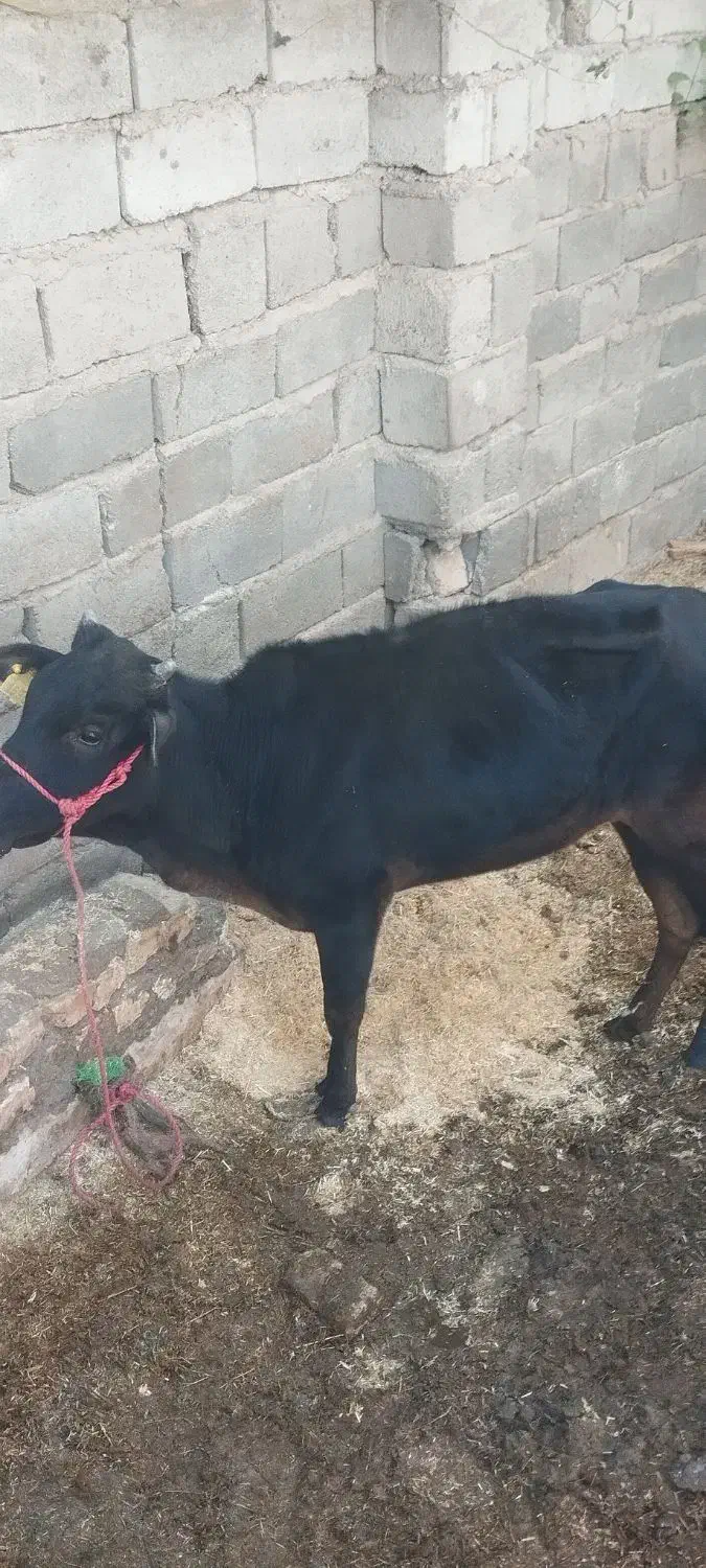 گاو|حیوانات مزرعه|بم, |دیوار