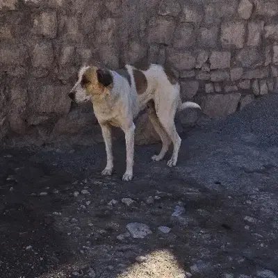 حیوان|سگ|کوهدشت, |دیوار