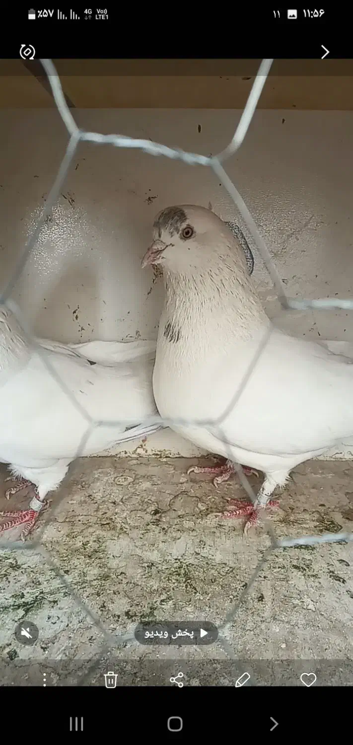 همراه تخم هاشون که چندروزه درمیاد|پرنده|وحیدیه, |دیوار