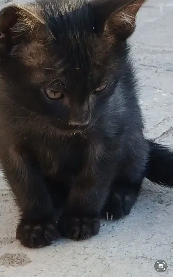 فروش بچه گربه|گربه|همدان, |دیوار