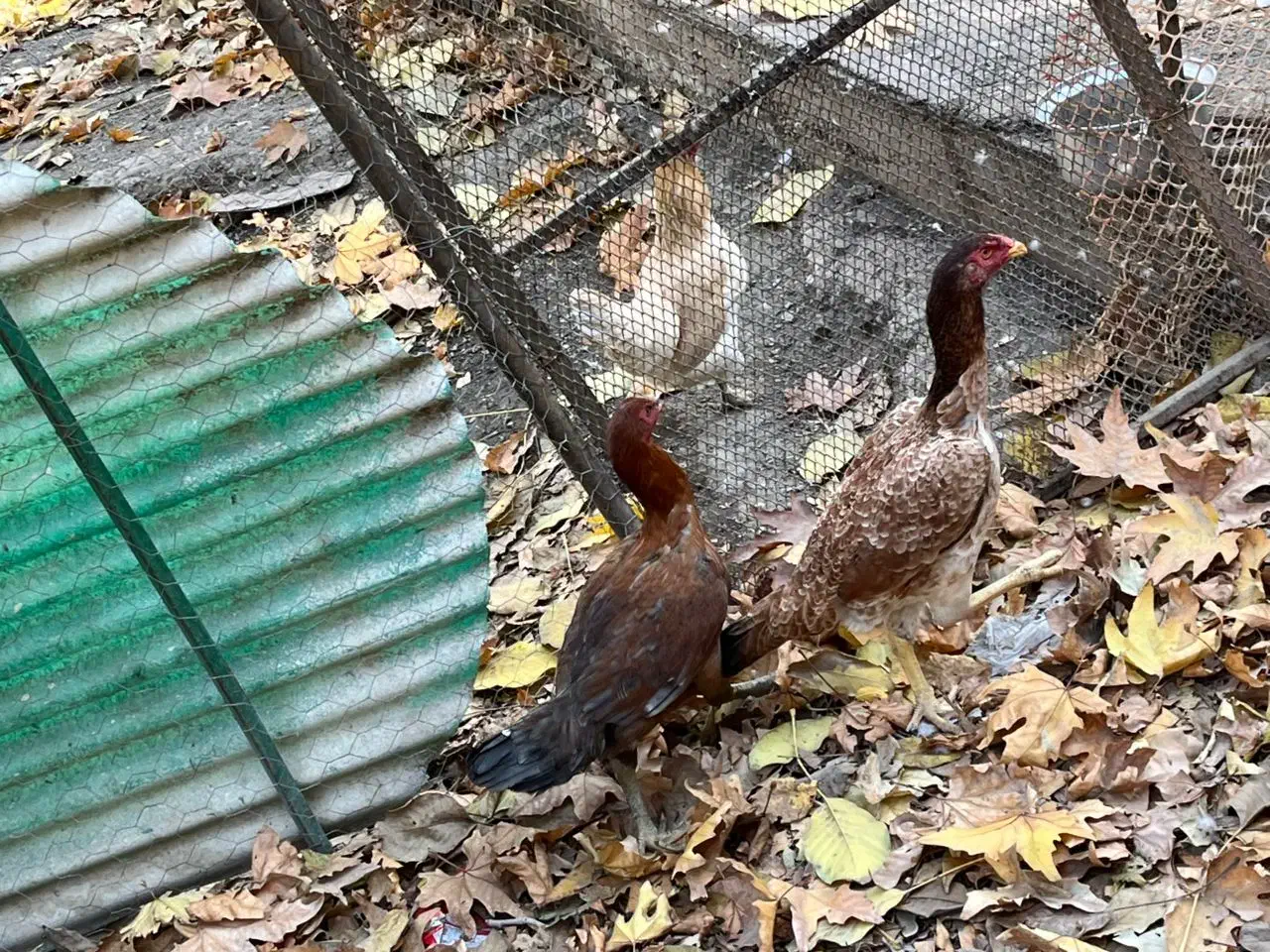 مرغ لاری|حیوانات مزرعه|آسارا, |دیوار