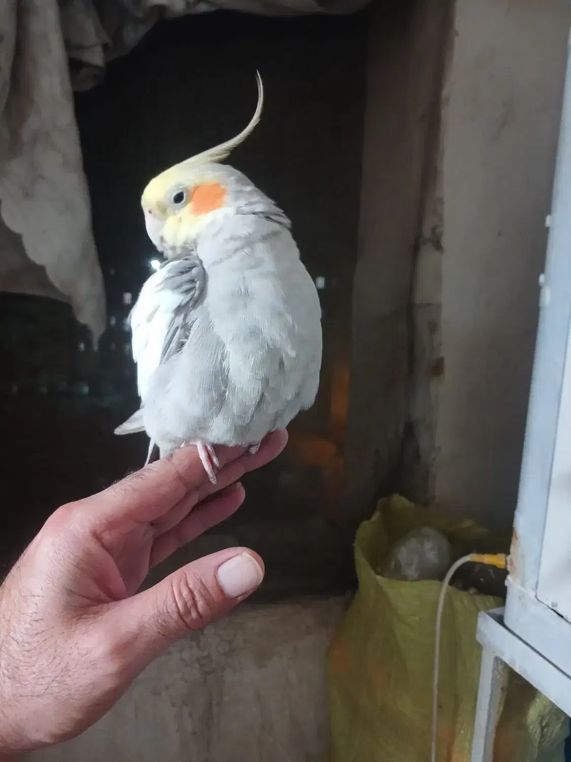 عروس هلندی|پرنده|اسلامشهر, مسکن مهر اسلاشهر (شهرک امام خمینی)|دیوار