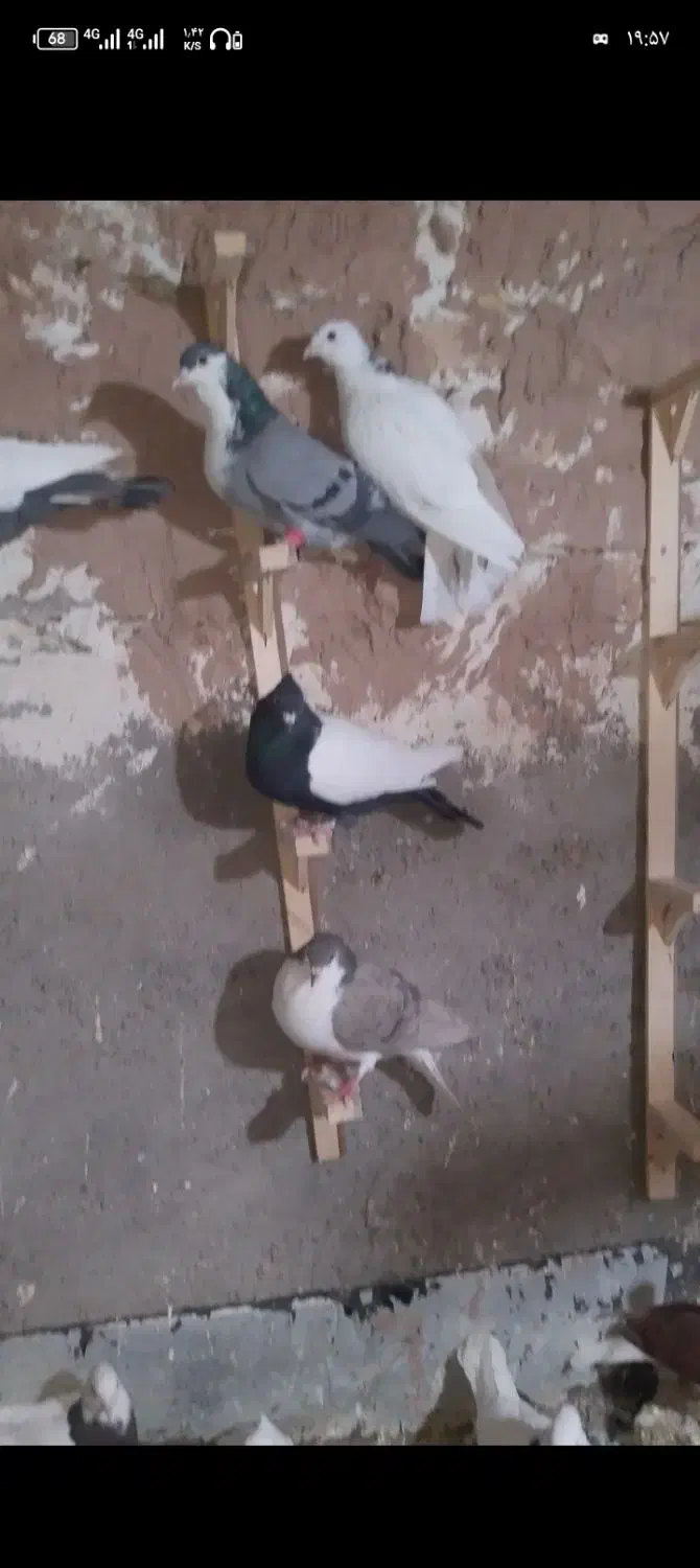 کفتر|پرنده|بوژگان, |دیوار