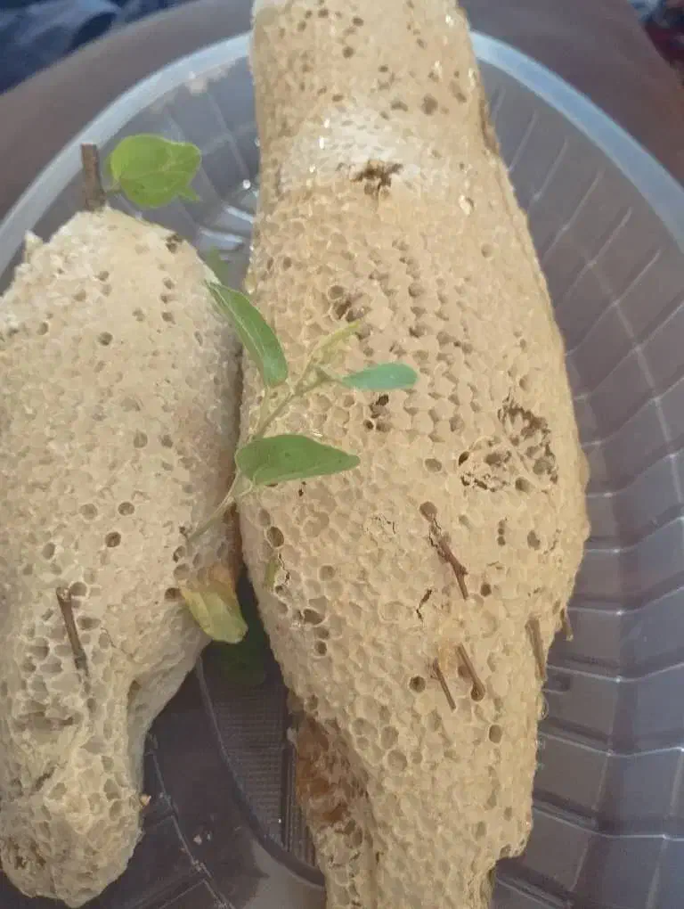 عسل وحشی|خوردنی و آشامیدنی|فیروزآباد (فارس), |دیوار