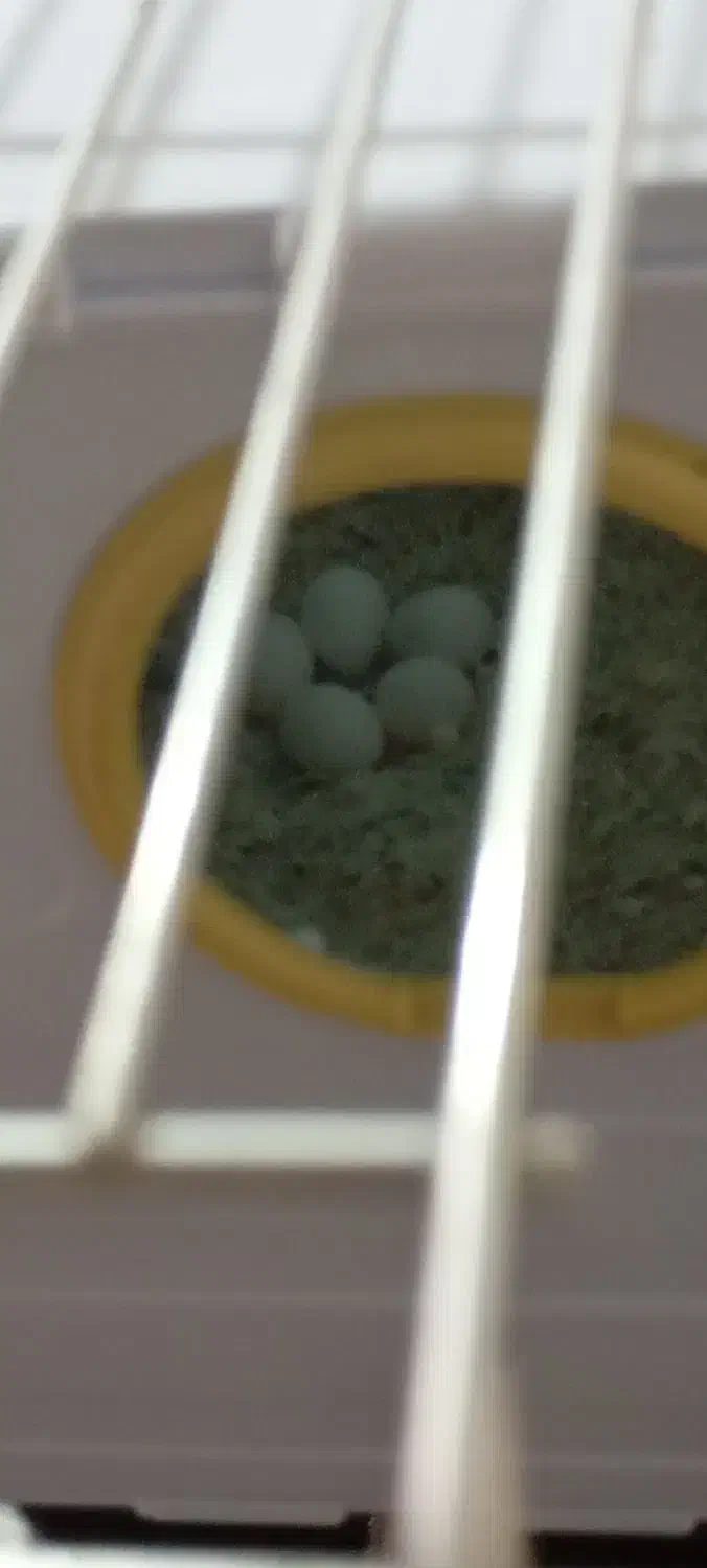 طوطی برزیلی|پرنده|ارومیه, |دیوار