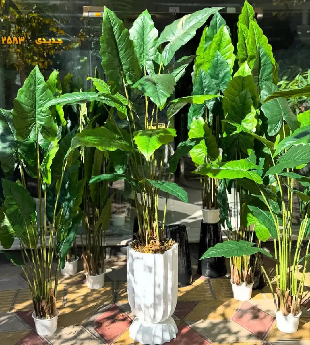 درختچه مصنوعی وارداتی|گل مصنوعی|زاهدان, |دیوار