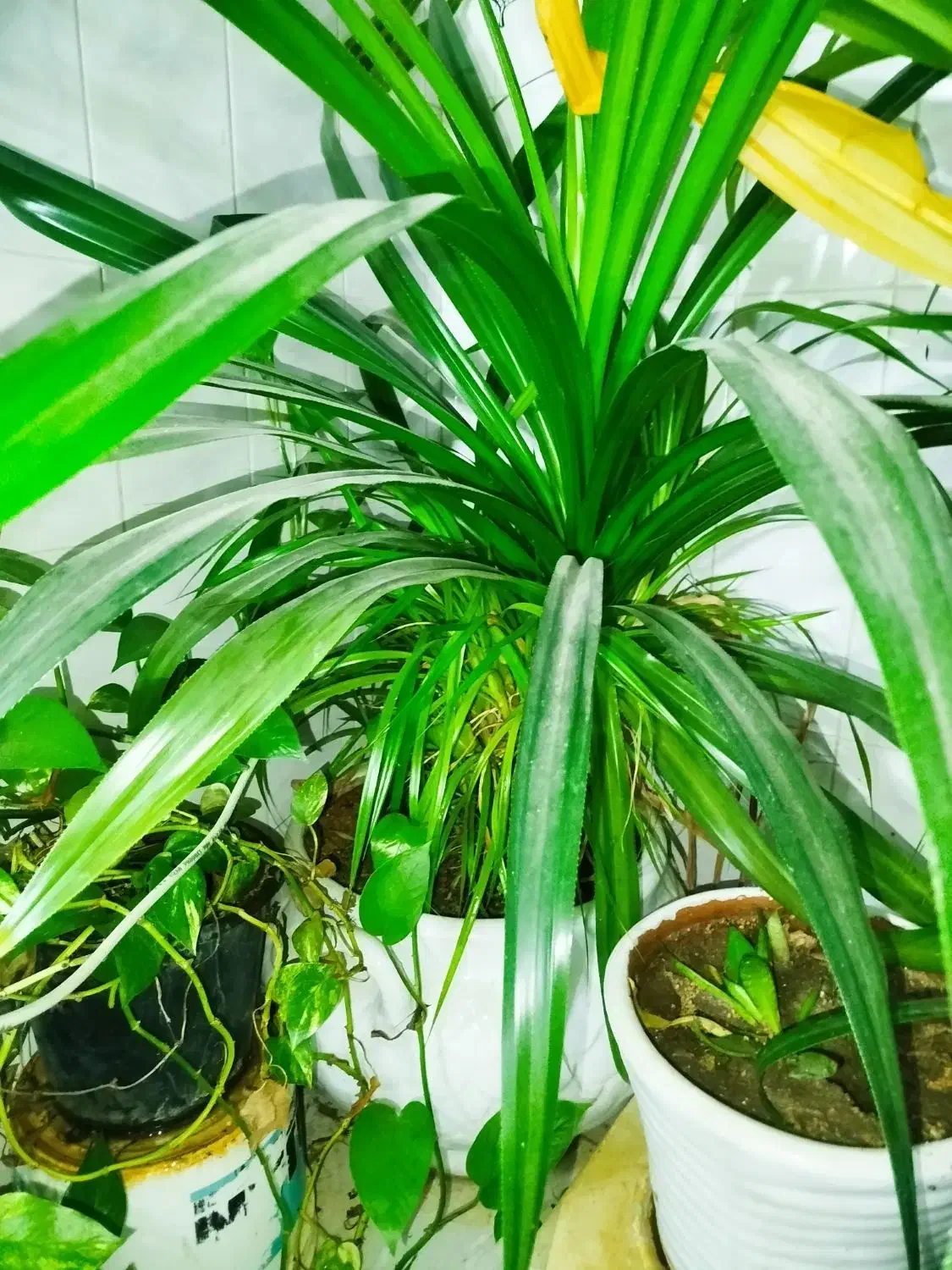 گل با گلدان|گل و گیاه طبیعی|ملایر, |دیوار