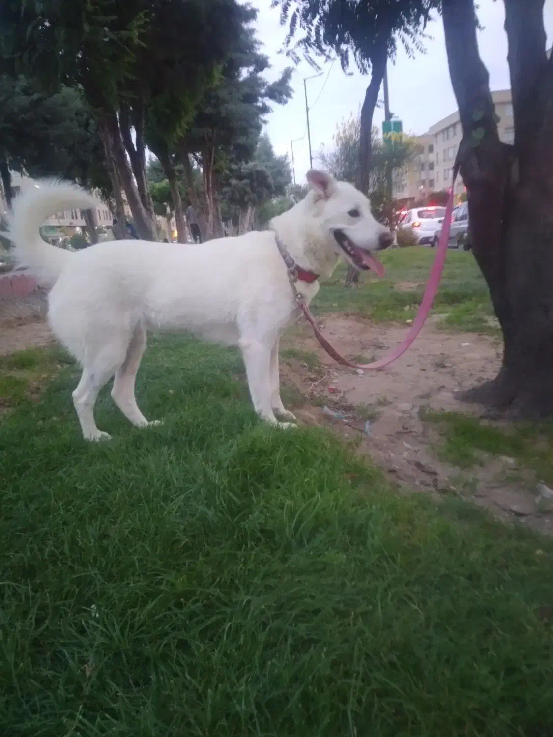 سگ میکس شرمن هاسکی ماده|سگ|کرج, کوی امامیه|دیوار