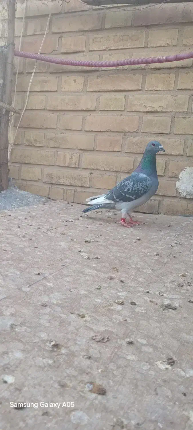 پلاکی|پرنده|بهبهان, |دیوار