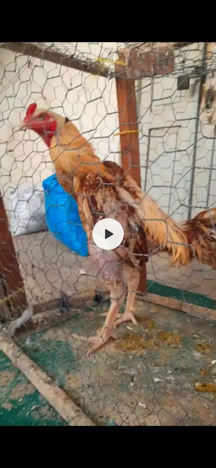 دوتا لاری اصل افغان|حیوانات مزرعه|فاضل آباد, |دیوار