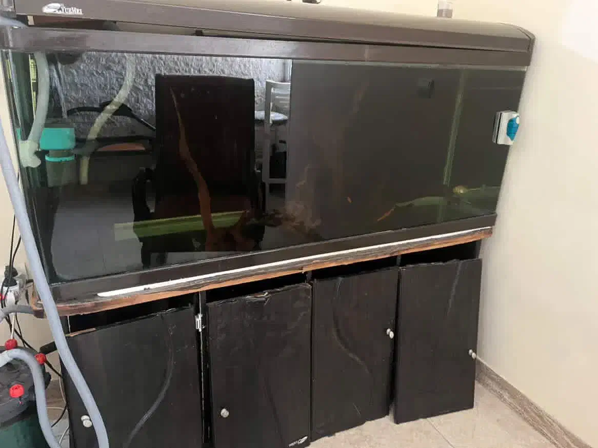 آکواریوم شرکتی|ماهی|آستارا, |دیوار