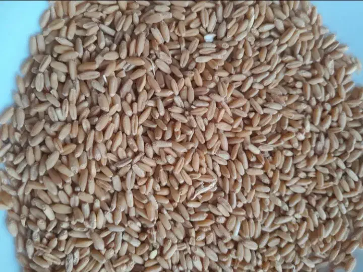 گندم|عمده‌فروشی|اراک, |دیوار