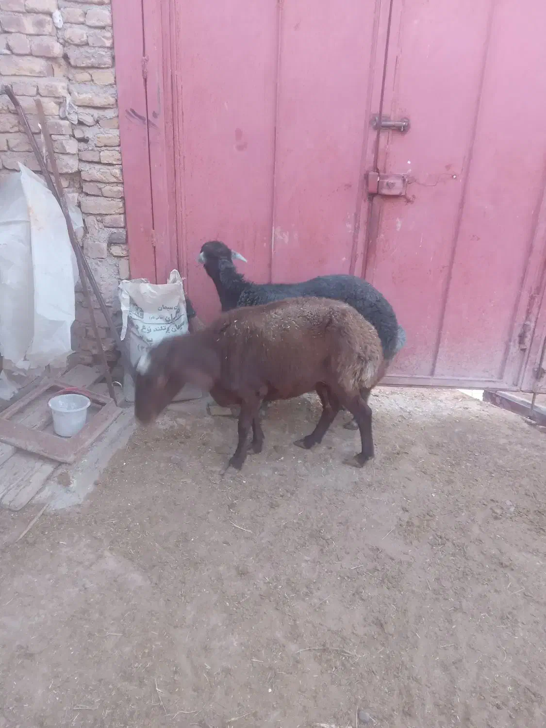فروش دو راس گوسفند گوشتی ودامازدخ|حیوانات مزرعه|خواجه, |دیوار