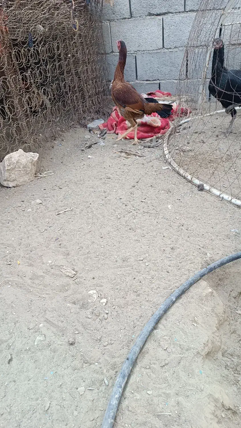 تعداد6عددمرغ بفروش میرسد...|حیوانات مزرعه|میناب, |دیوار