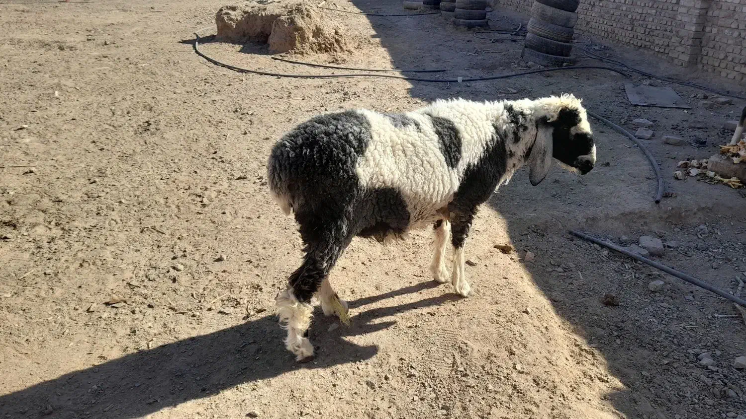 بره نر جری|حیوانات مزرعه|زاهدان, |دیوار