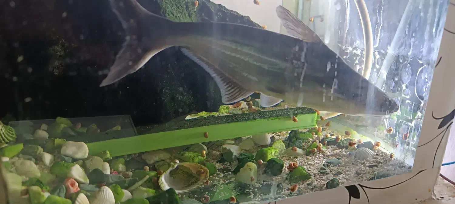 ماهی پنگوس|ماهی|مشهد, کارگران|دیوار