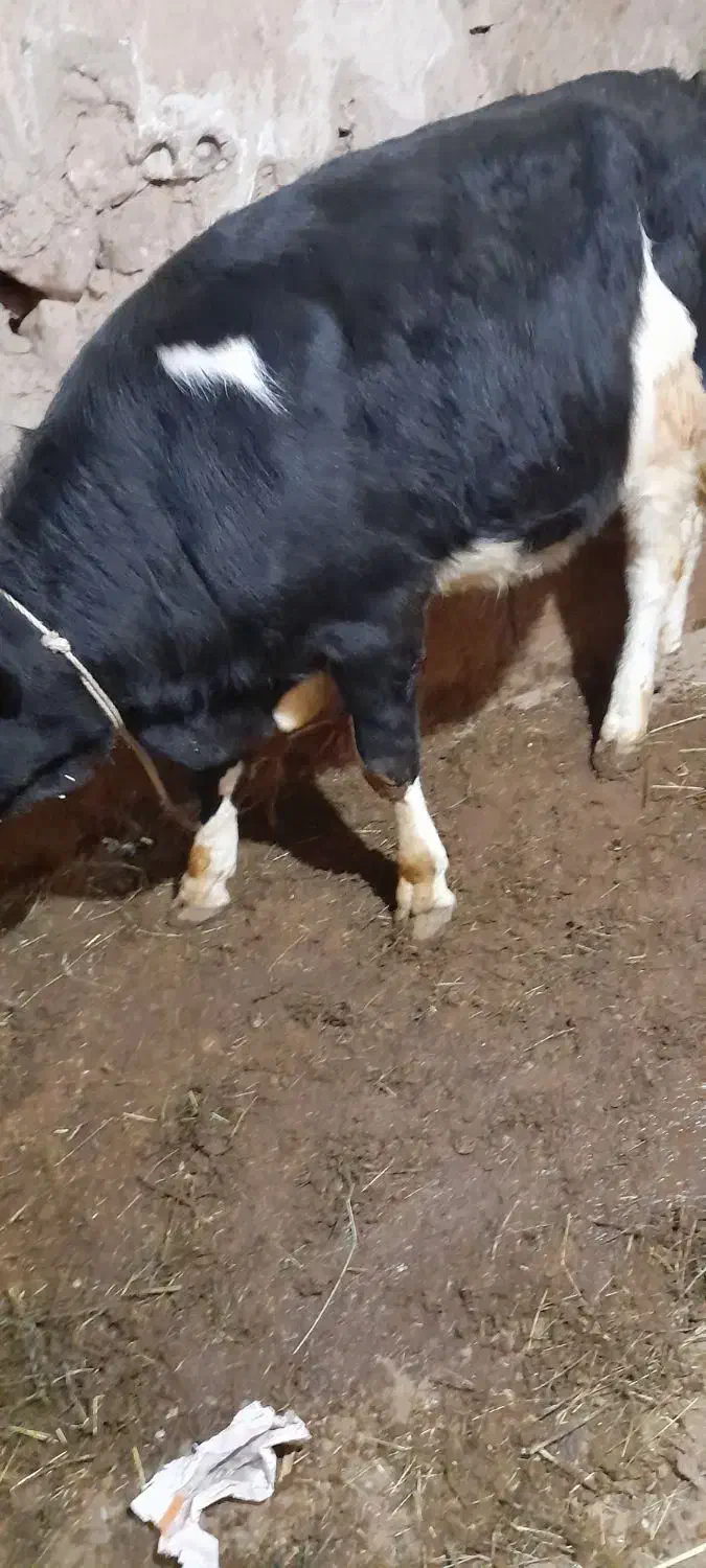 گوساله|حیوانات مزرعه|ایجرود, |دیوار