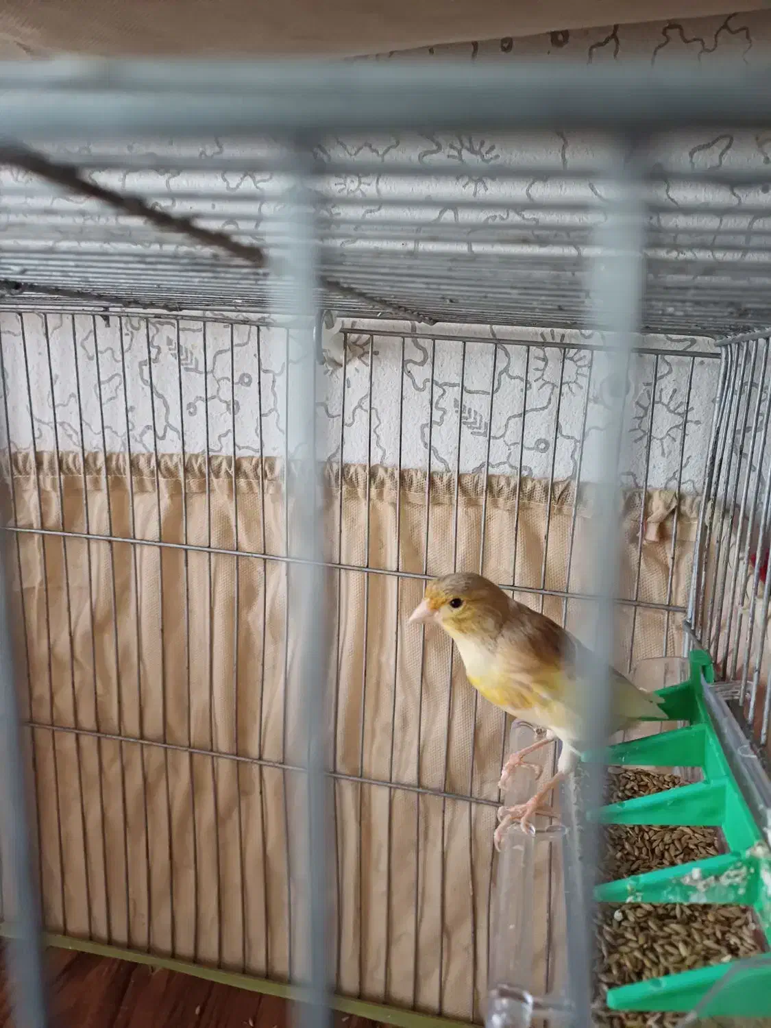 نروماده|پرنده|رشت, نامجو|دیوار