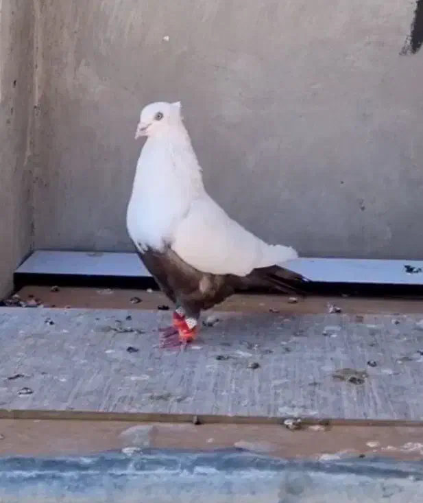 انواع کفتر جهرم|پرنده|شیراز, درکی|دیوار