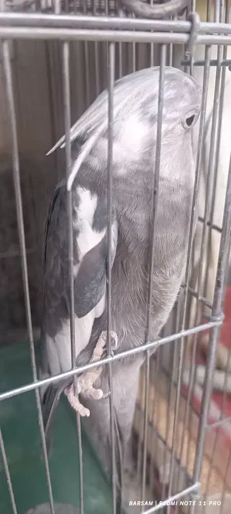 فروش عروس هلندی در نژاد های مختلف|پرنده|بوانات, |دیوار