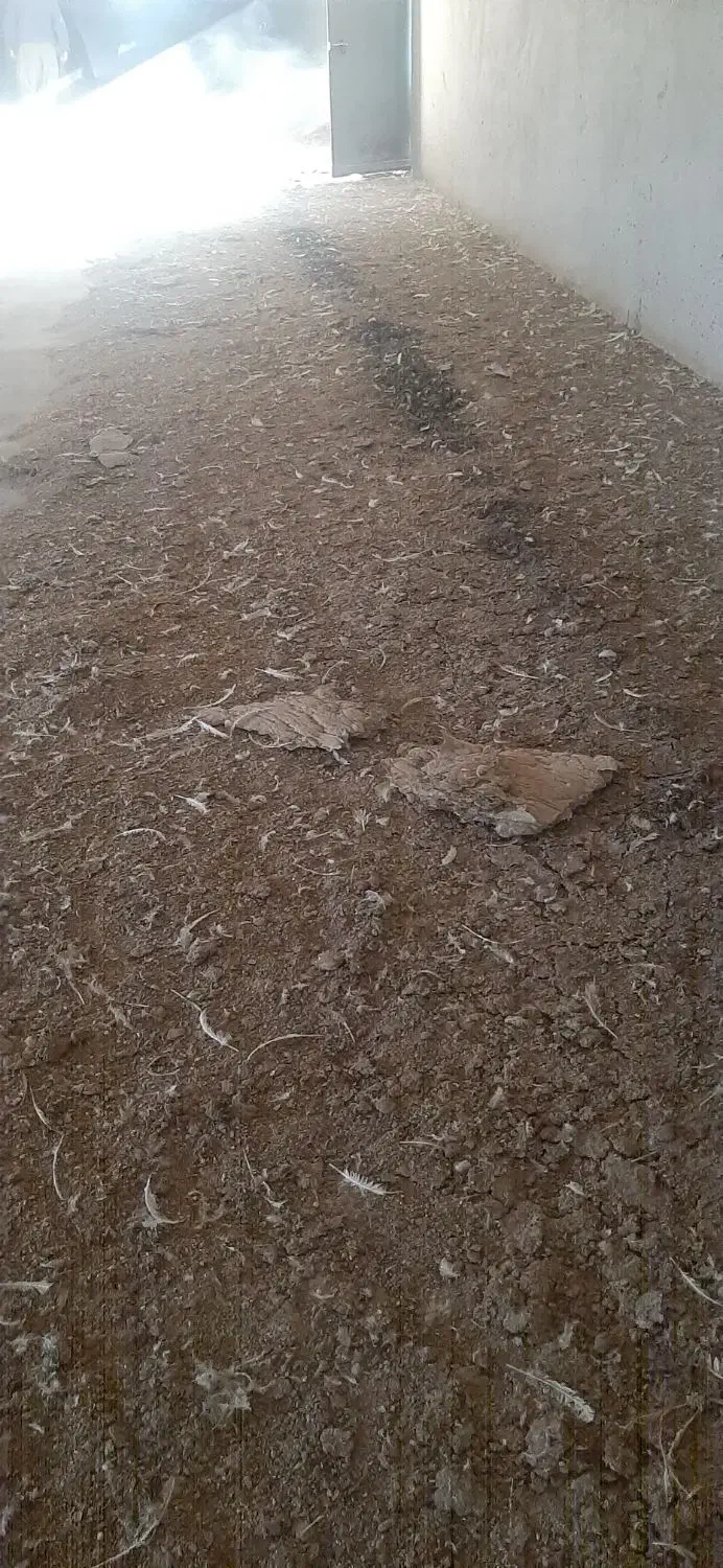 کود مرغی|خدمات باغبانی و درختکاری|سرپل ذهاب, |دیوار