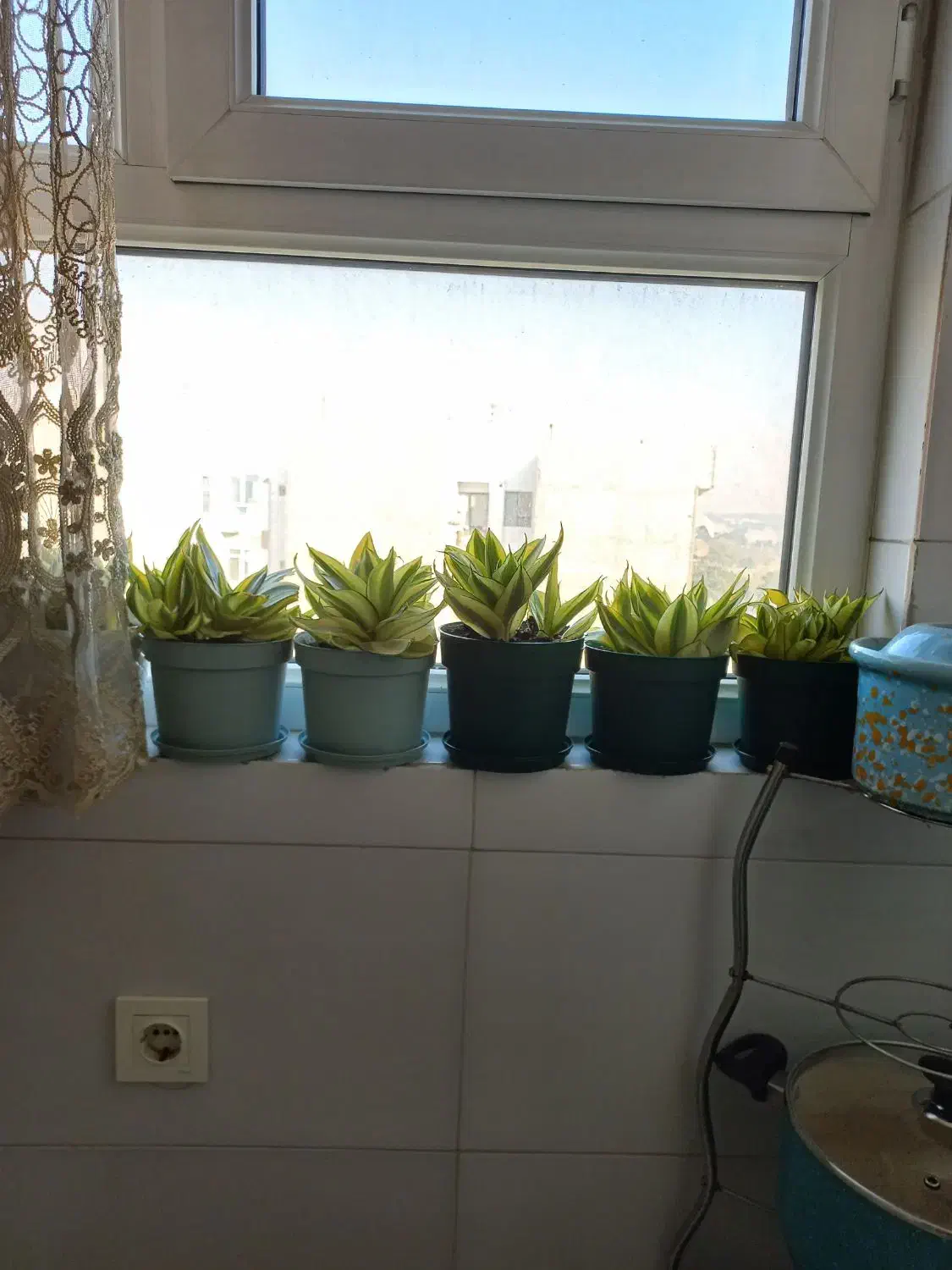 گلدون سانسوریا|گل و گیاه طبیعی|ری, تقی آباد|دیوار