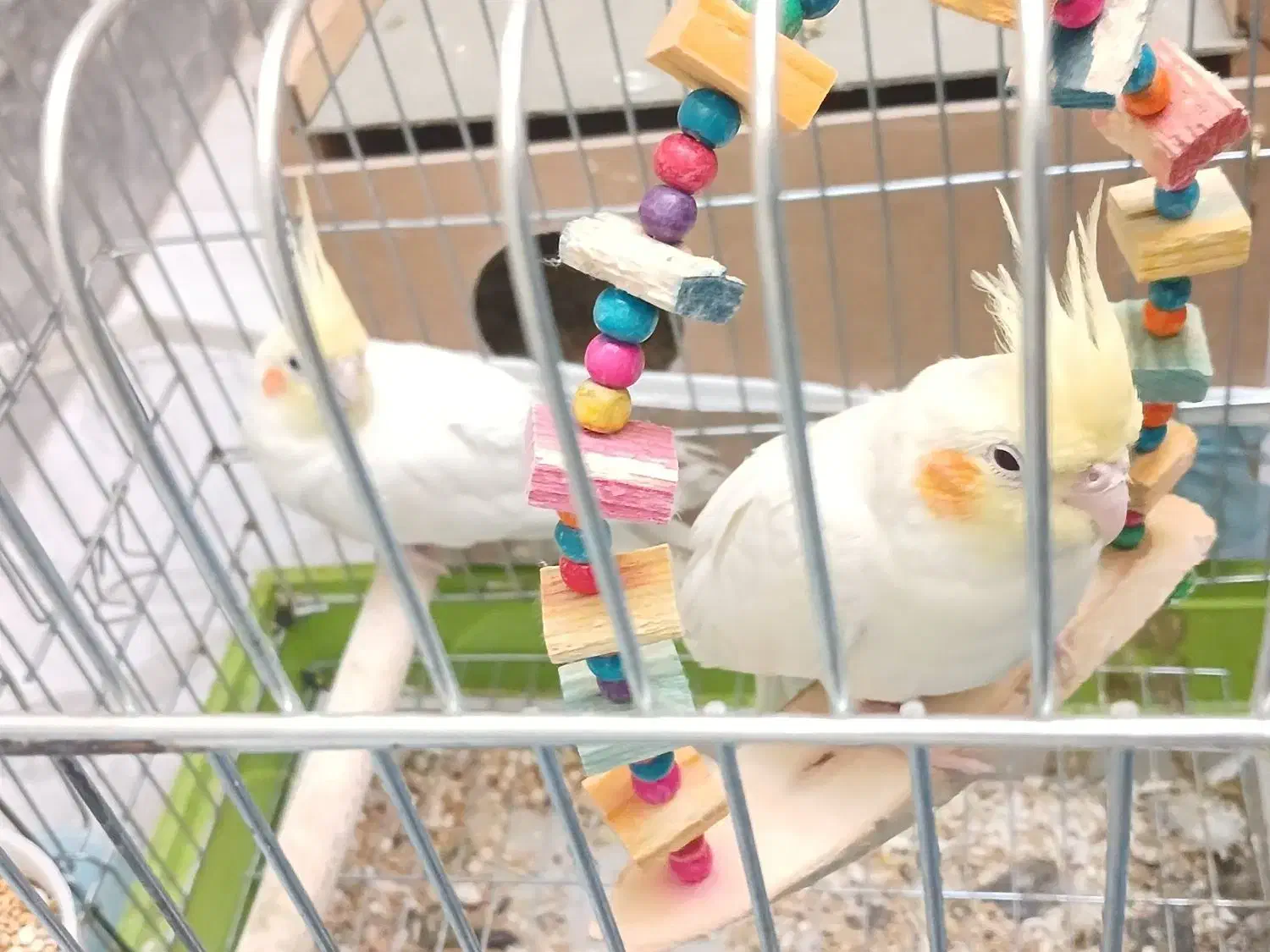 عروس هلندی|پرنده|شیراز, کوشک میدان|دیوار