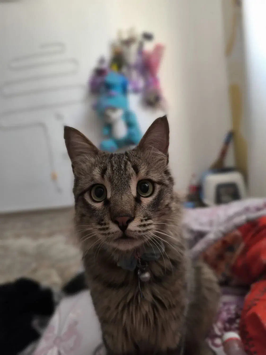 گمشده|گربه|قرچک, مهدیه|دیوار