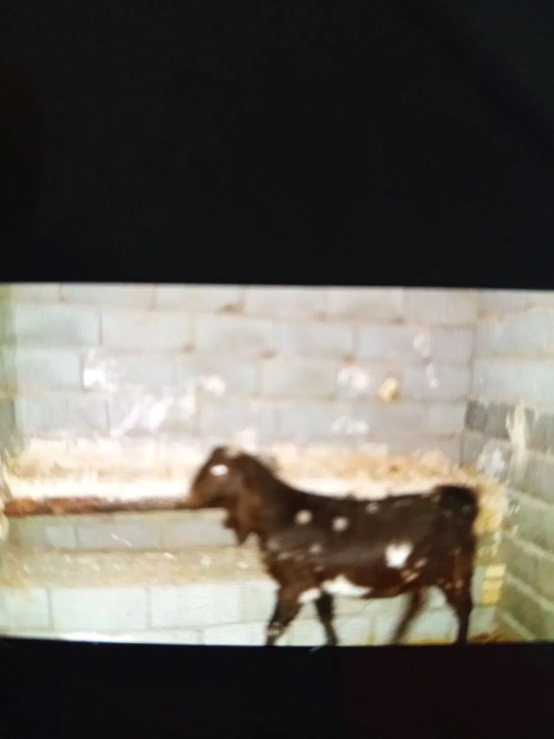 جلگه‌رخ|حیوانات مزرعه|فریمان, |دیوار