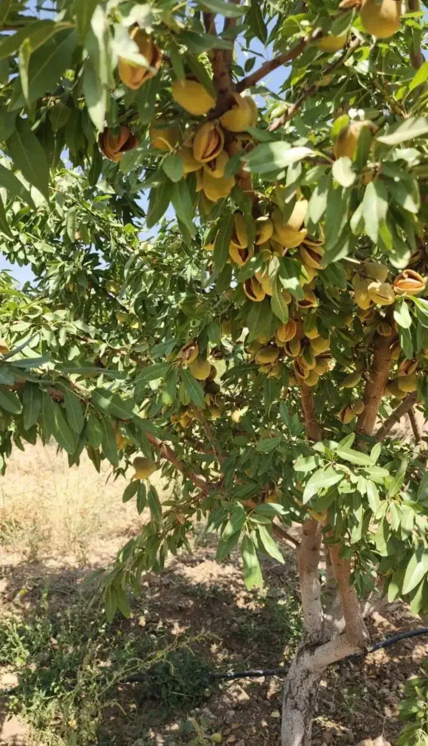جشنواره فروش بادام نهالستان غرب اغاز شد|خدمات باغبانی و درختکاری|ساری, |دیوار