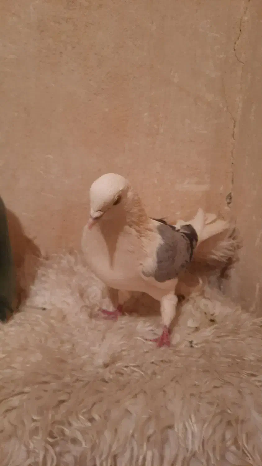 نردوکت سبز پرشی بازی دار|پرنده|خمینی‌شهر, |دیوار