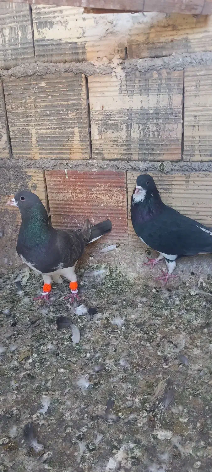 ۴تانرمست گرفتنی|پرنده|محمدیه-قزوین, |دیوار