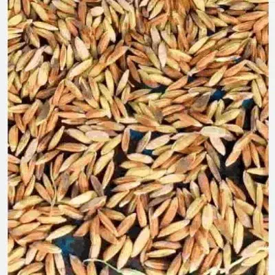 فروش چلتیک و برنج کام فیروز|خوردنی و آشامیدنی|یاسوج, |دیوار