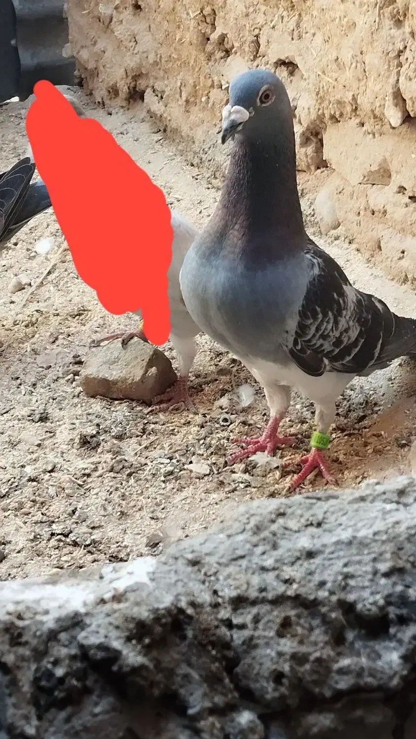 پلاکی|پرنده|طبس, |دیوار