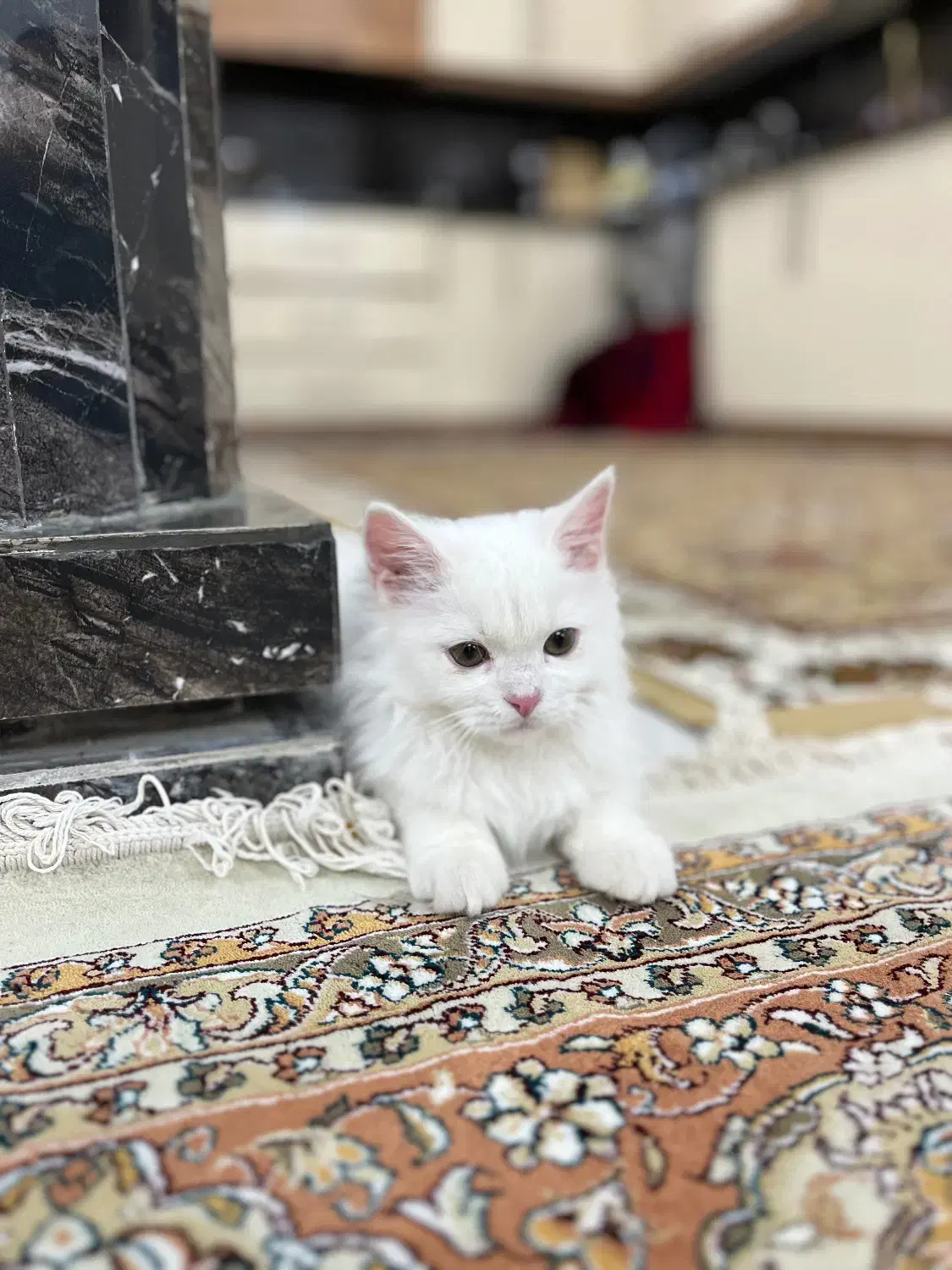 گربه پرشین کلاسیک 5ماهه|گربه|تربت‌حیدریه, شهرک ولیعصر|دیوار