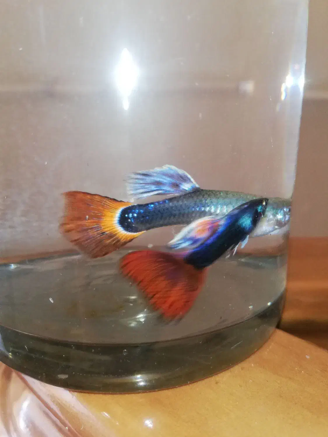 ماهی گوپی و فایتر یکجا|ماهی|تبریز, |دیوار