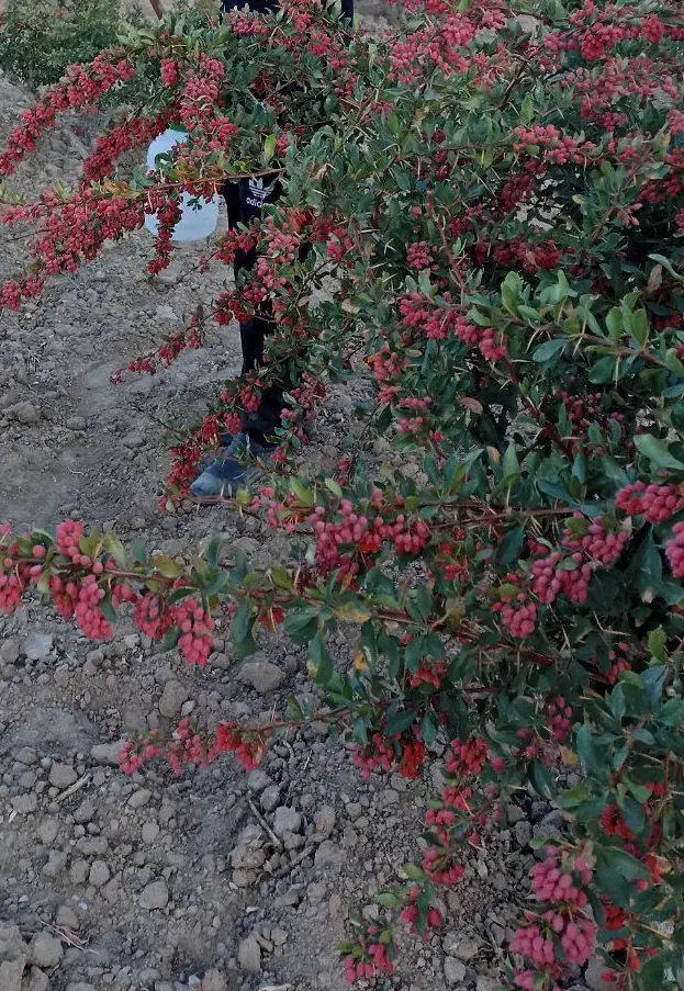 زرشک چینی و اصلاح درخت|خدمات باغبانی و درختکاری|بیرجند, |دیوار