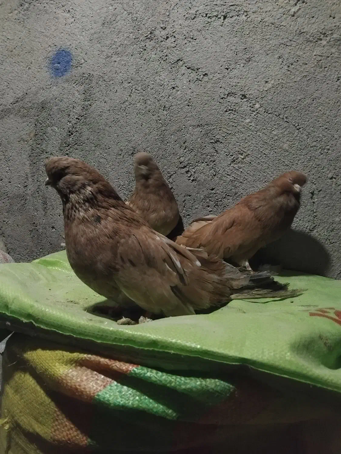 پرنده|پرنده|میانه, |دیوار