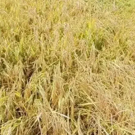 بذربرنج علی کاظمی|کلکسیون و سرگرمی|شیروان (لرستان), |دیوار