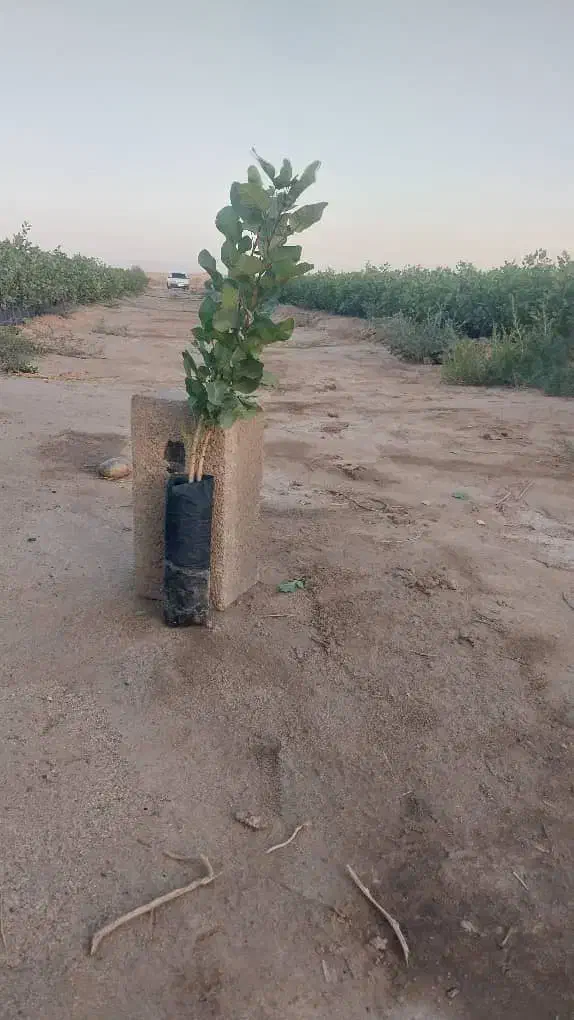 نهال پسته|خدمات باغبانی و درختکاری|قزوین, |دیوار