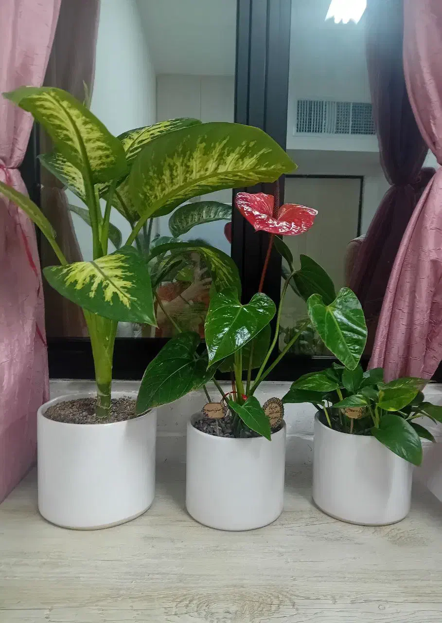 گل آپارتمانی طبیعی|گل و گیاه طبیعی|شاهرود, |دیوار