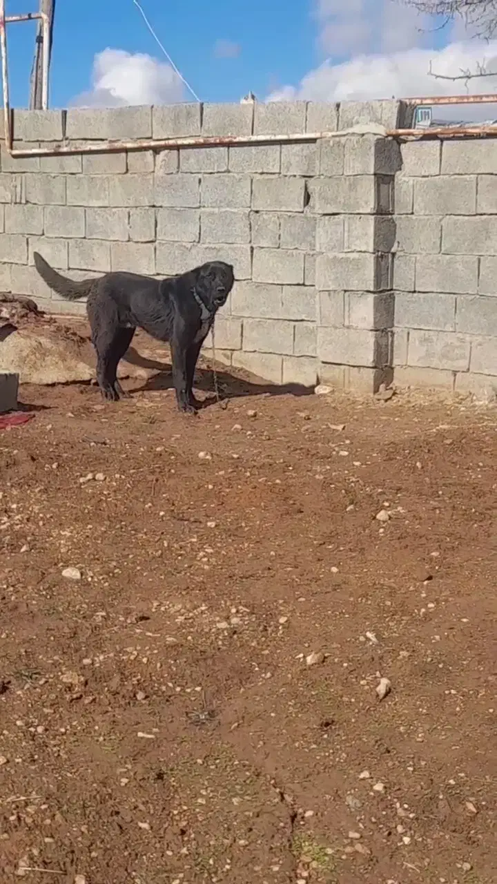 سگ سراب|سگ|کرمانشاه, |دیوار