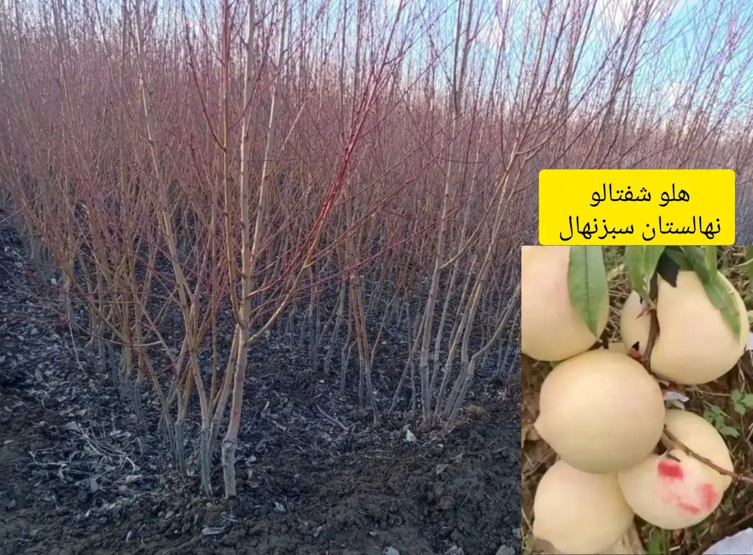 سبز نهال|خدمات باغبانی و درختکاری|خنداب, |دیوار