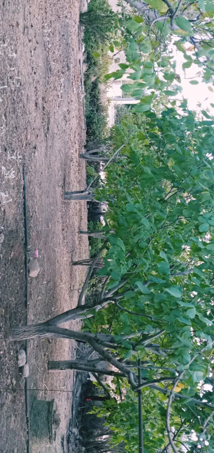 باغ شهری|فروش زمین و ملک کلنگی|ارژن, |دیوار