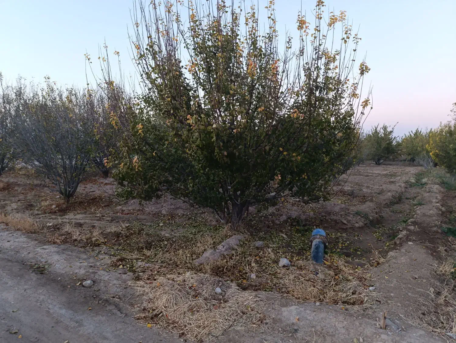 باغ دوبر در کوی پزشکان روستای کردلر (خسروشاه)|فروش زمین و ملک کلنگی|خسروشاه, |دیوار